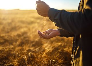 Kalendarz nawożenia – dlaczego terminy nawożenia zbóż są tak istotne?